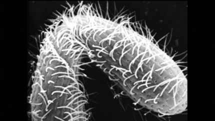 科学家发现七性单细胞生物——四膜虫