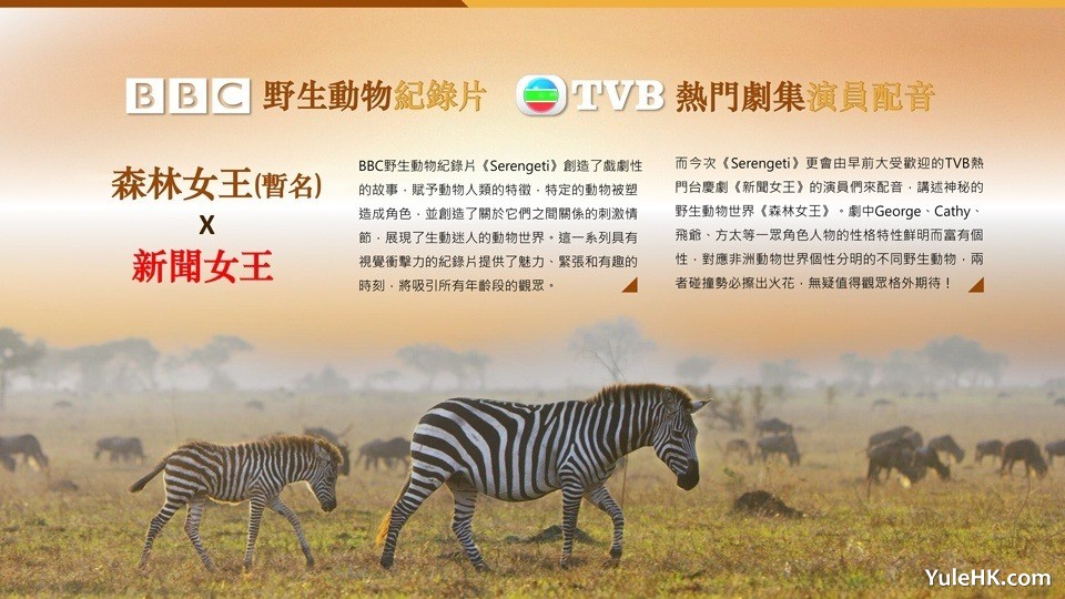 TVB热门电视剧与BBC野生动物纪录片跨界融合